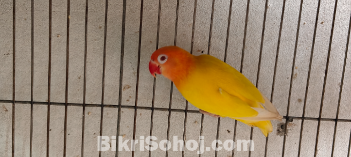love bird